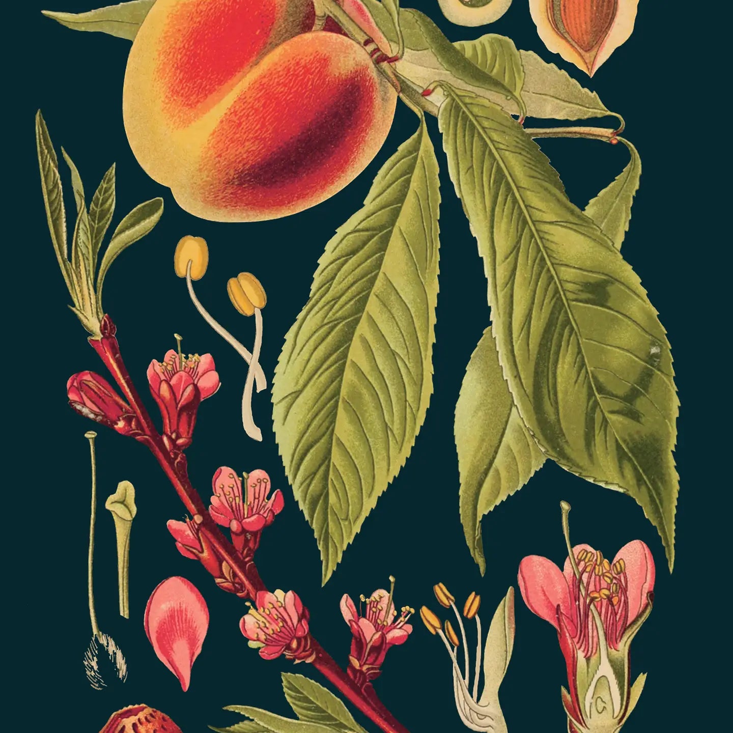 Peach Midnight Botanical Blank Card