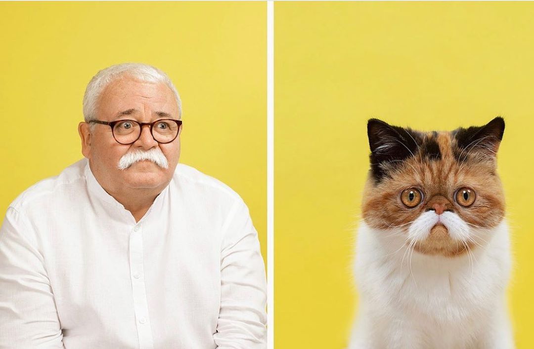 Do You Look Like Your Cat? Matching Game