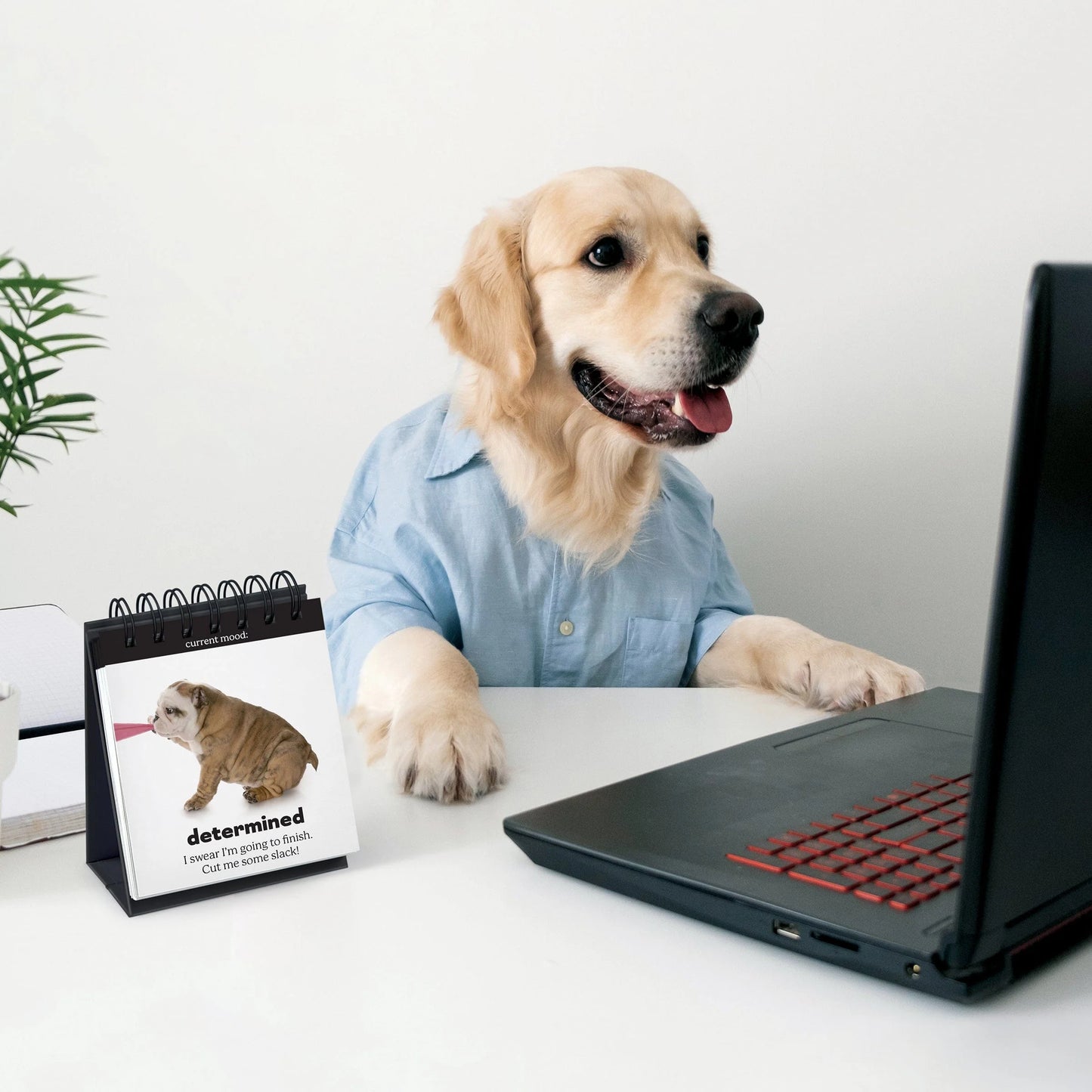 Daily Doggo Desktop Flipchart