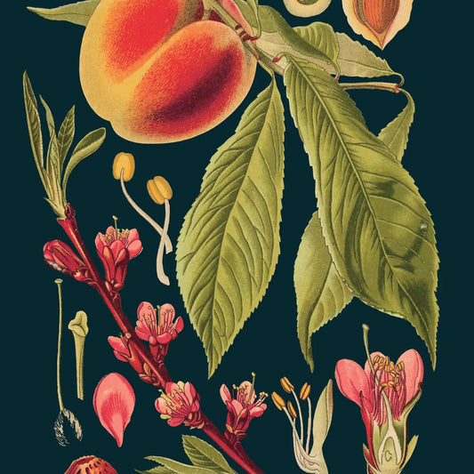 Peach Midnight Botanical Blank Card