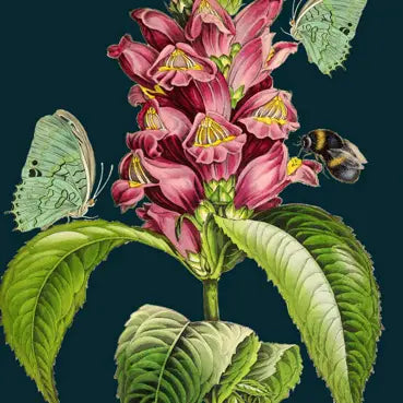 Snapdragon Blank Card