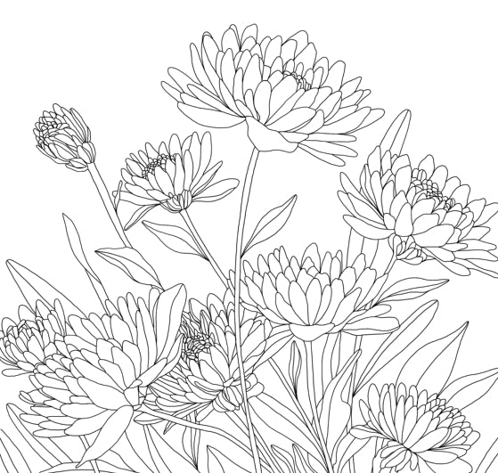 Still Life Coloring Book by Alli Koch